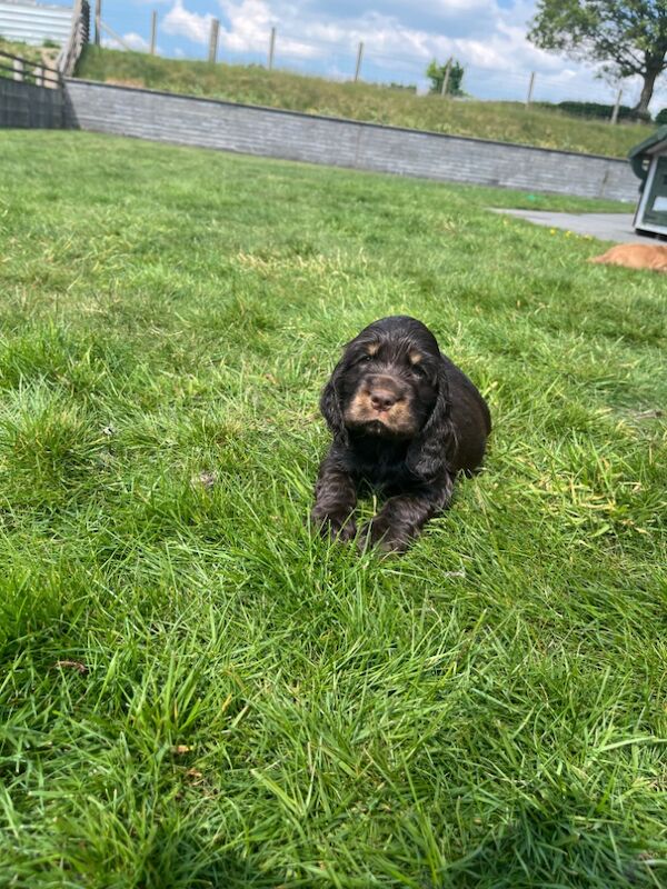 Outstanding chocolate & golden health tested KC reg show type cocker spaniel Puppies for sale in Llanybydder / Llanybyther, Dyfed | Image 3