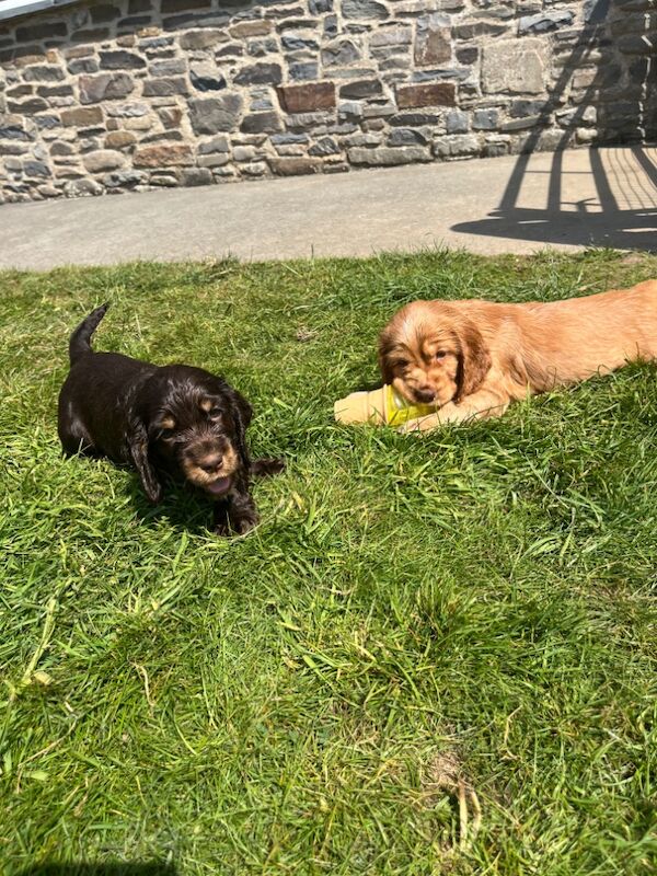 Outstanding chocolate & golden health tested KC reg show type cocker spaniel Puppies for sale in Llanybydder / Llanybyther, Dyfed | Image 4
