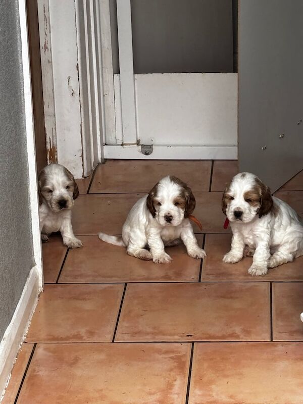 Cocker Spaniel puppies for sale in Pontypool / Pont-y-pŵl, Gwent – KC registered, 5 weeks old