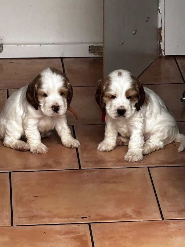 Cocker Spaniel puppies for sale in Pontypool / Pont-y-pŵl, Gwent – KC registered, 5 weeks old - Image 2 of 3