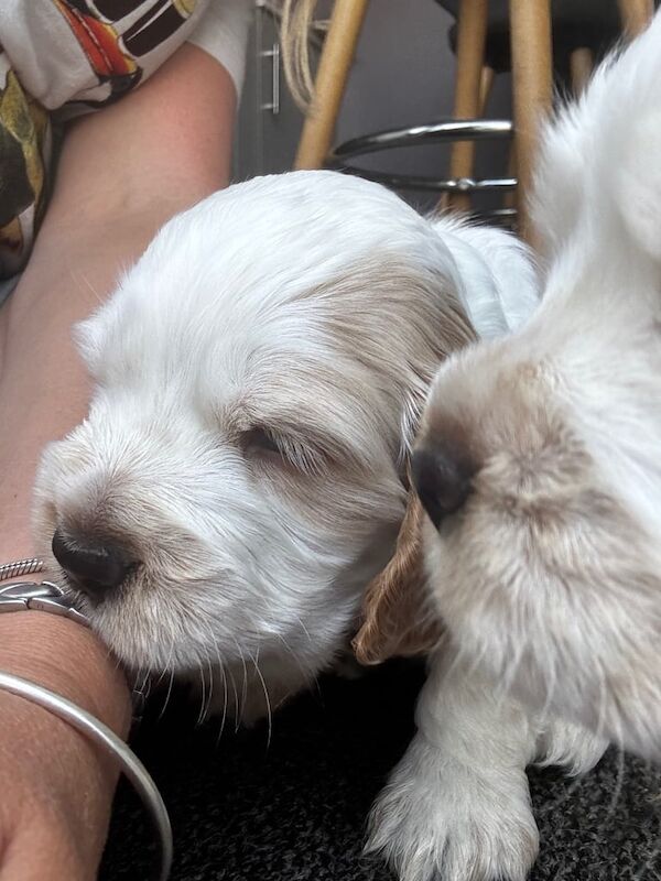 Cocker Spaniel puppies for sale in Pontypool / Pont-y-pŵl, Gwent – KC registered, 5 weeks old - Image 3 of 3