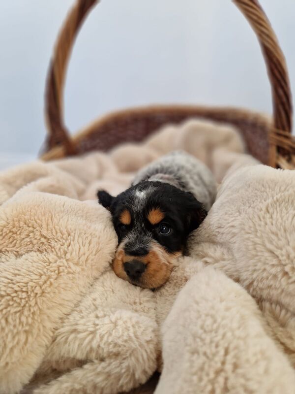 Cocker Spaniel puppies for sale in Cambridgeshire – KC registered, 6 weeks old - Image 2 of 14