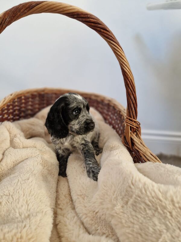 Cocker Spaniel puppies for sale in Cambridgeshire – KC registered, 6 weeks old - Image 3 of 14