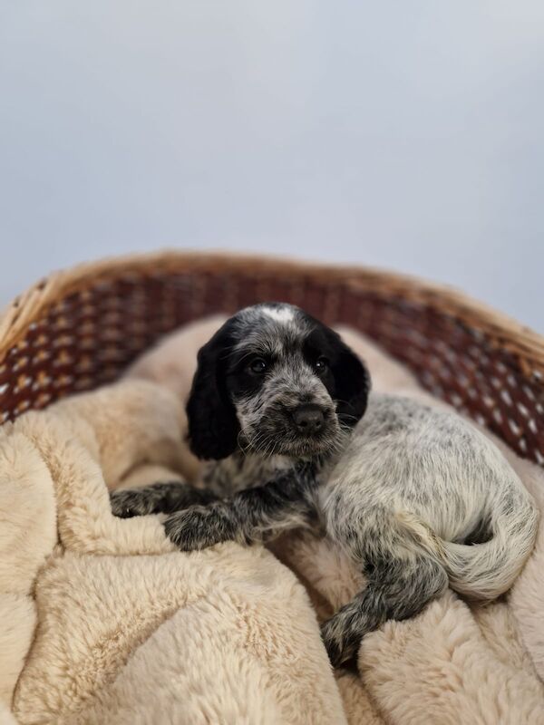 Cocker Spaniel puppies for sale in Cambridgeshire – KC registered, 6 weeks old - Image 4 of 14