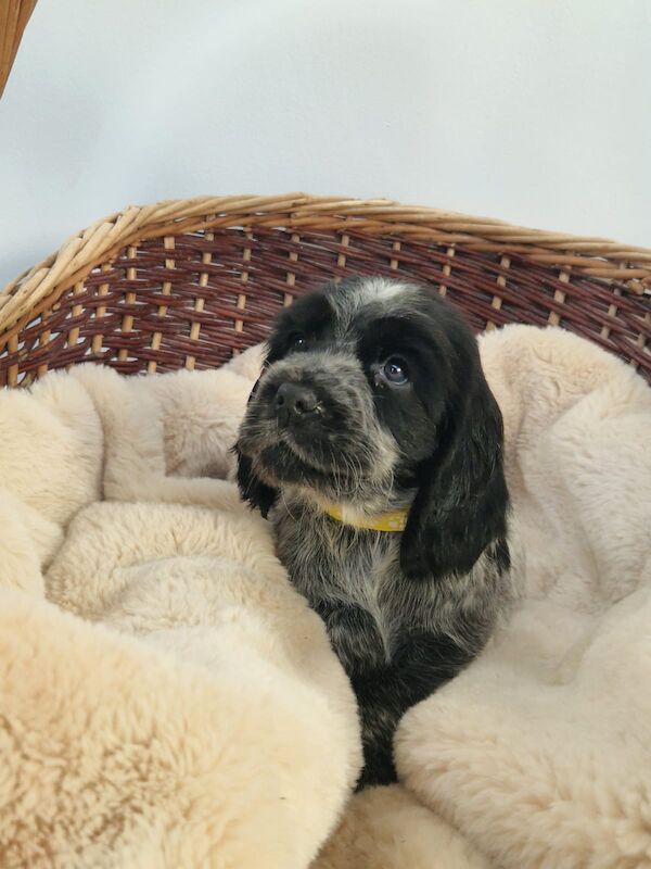 Cocker Spaniel puppies for sale in Cambridgeshire – KC registered, 6 weeks old - Image 5 of 14