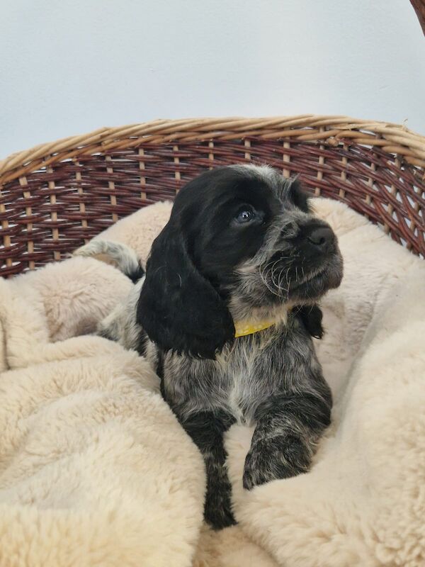 Cocker Spaniel puppies for sale in Cambridgeshire – KC registered, 6 weeks old - Image 6 of 14