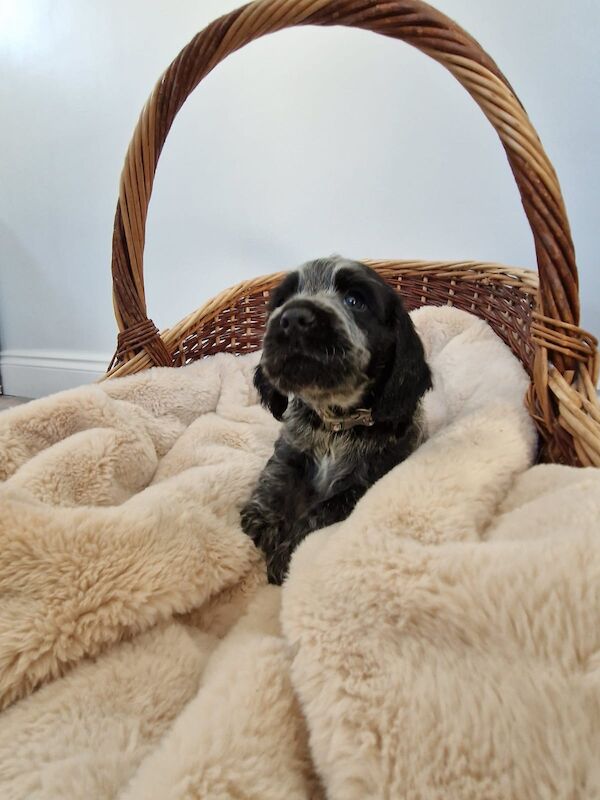 Cocker Spaniel puppies for sale in Cambridgeshire – KC registered, 6 weeks old - Image 7 of 14
