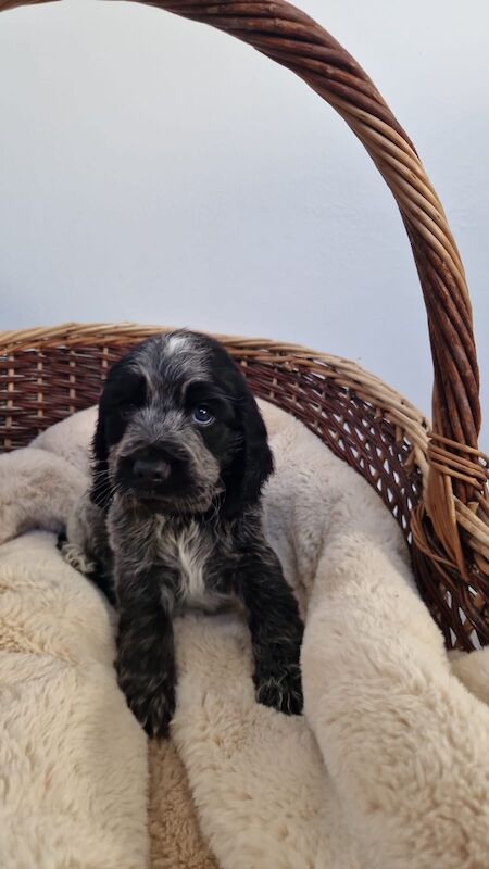 Cocker Spaniel puppies for sale in Cambridgeshire – KC registered, 6 weeks old - Image 8 of 14
