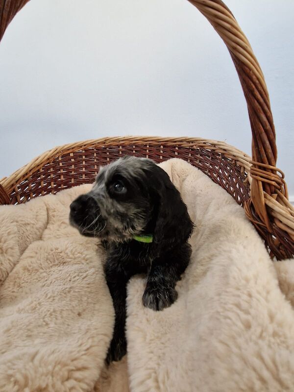 Cocker Spaniel puppies for sale in Cambridgeshire – KC registered, 6 weeks old - Image 9 of 14