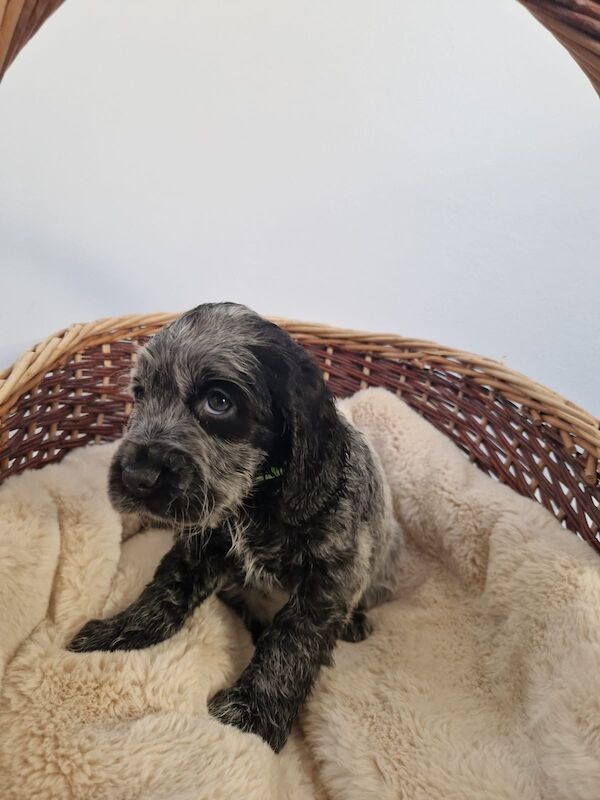 Cocker Spaniel puppies for sale in Cambridgeshire – KC registered, 6 weeks old - Image 10 of 14