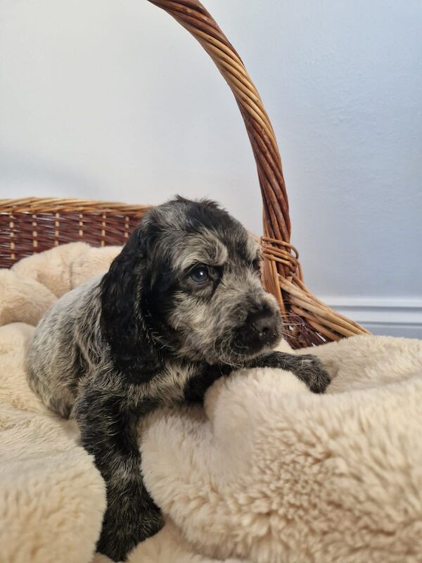 Cocker Spaniel puppies for sale in Cambridgeshire – KC registered, 6 weeks old - Image 11 of 14