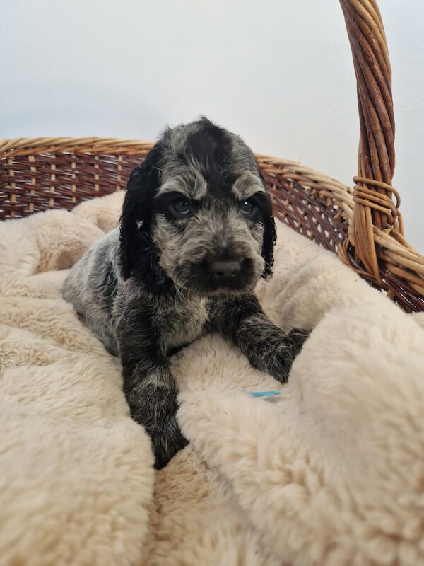 Cocker Spaniel puppies for sale in Cambridgeshire – KC registered, 6 weeks old - Image 12 of 14