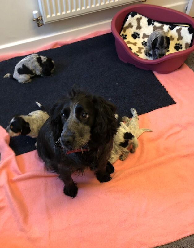Cocker Spaniel puppies for sale in Cambridgeshire – KC registered, 6 weeks old - Image 13 of 14