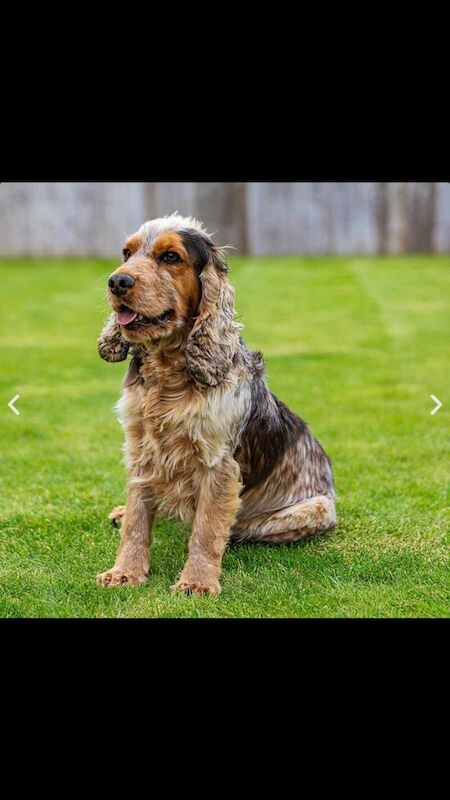 Cocker Spaniel puppies for sale in Cambridgeshire – KC registered, 6 weeks old - Image 14 of 14