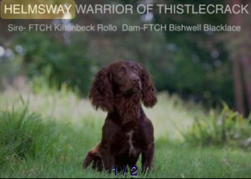 Outstanding Pedigree Puppies for Sale