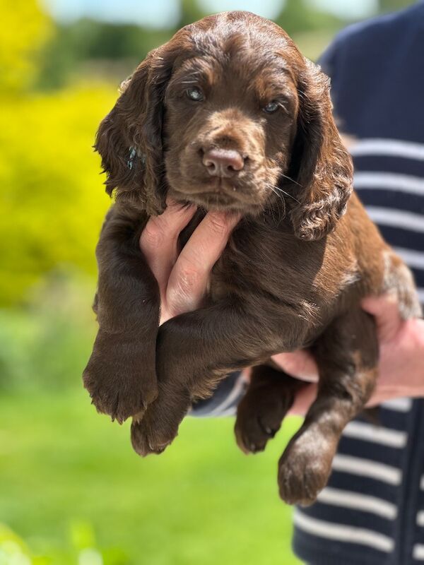 Outstanding Pedigree Puppy for Sale
