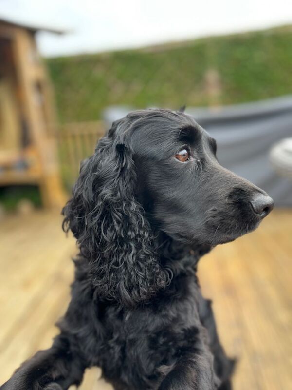 Cocker Spaniel puppies for sale in Stockton-on-Tees, Durham – KC registered, 4 weeks old - Image 1 of 8