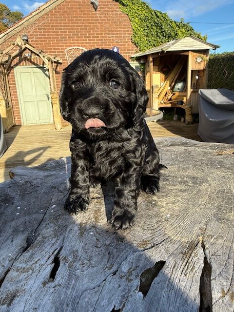 Cocker Spaniel puppies for sale in Stockton-on-Tees, Durham – KC registered, 4 weeks old - Image 2 of 8