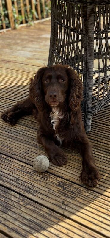 Cocker Spaniel puppies for sale in Stockton-on-Tees, Durham – KC registered, 4 weeks old - Image 3 of 8