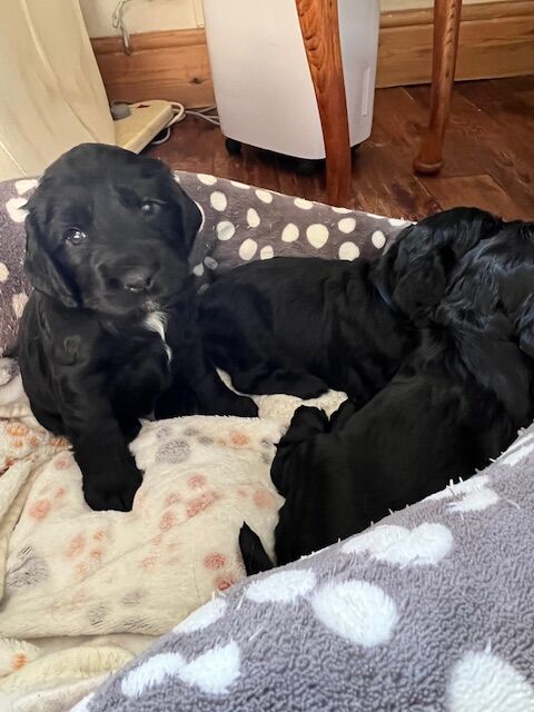 Cocker Spaniel puppies for sale in Stockton-on-Tees, Durham – KC registered, 4 weeks old - Image 4 of 8