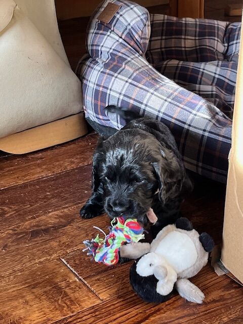 Cocker Spaniel puppies for sale in Stockton-on-Tees, Durham – KC registered, 4 weeks old - Image 5 of 8