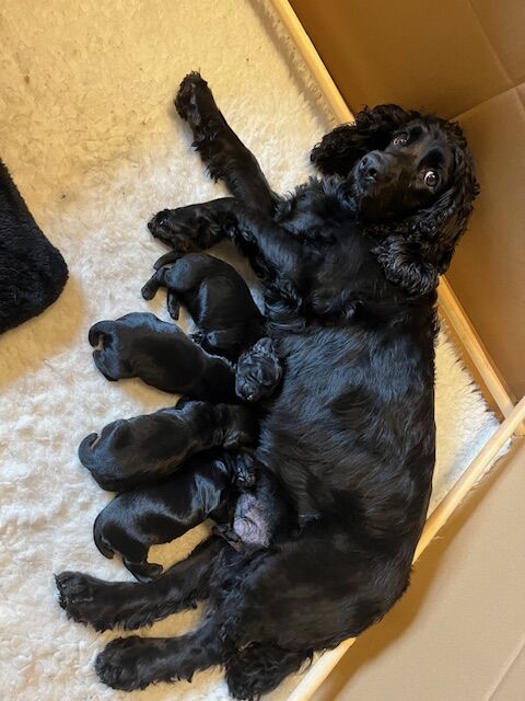 Cocker Spaniel puppies for sale in Stockton-on-Tees, Durham – KC registered, 4 weeks old - Image 6 of 8
