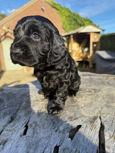 Cocker Spaniel puppies for sale in Stockton-on-Tees, Durham – KC registered, 4 weeks old - Image 7 of 8