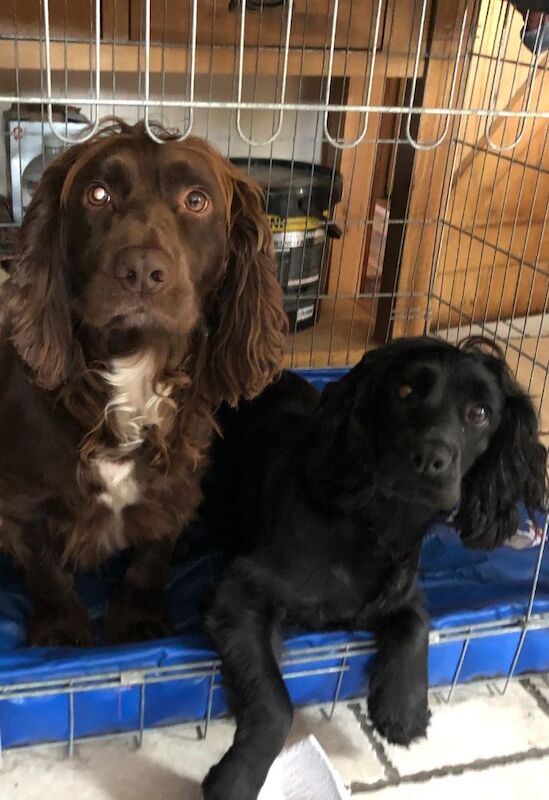 Cocker Spaniel puppies for sale in Stockton-on-Tees, Durham – KC registered, 4 weeks old - Image 8 of 8