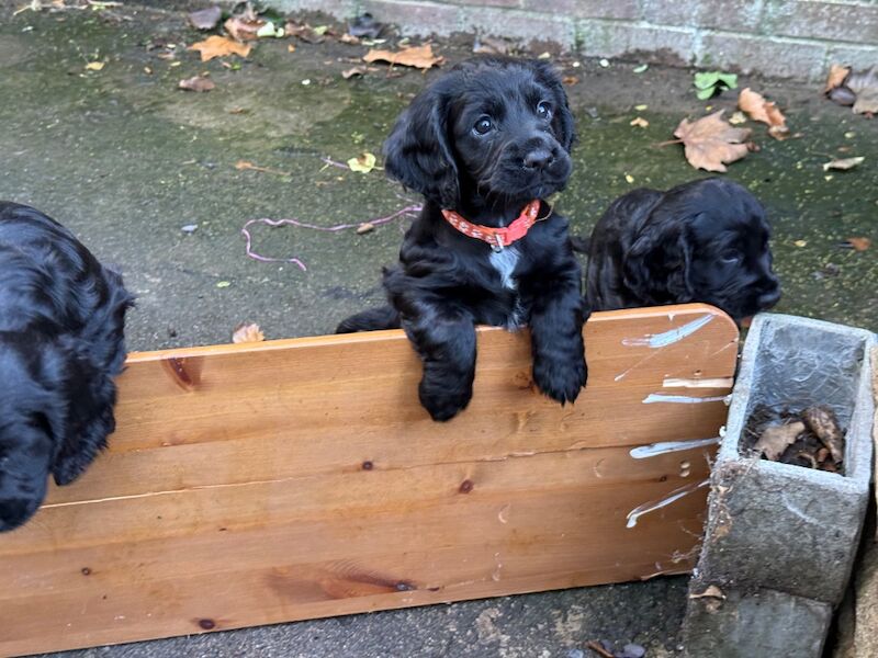 Cocker Spaniel puppies for sale in Stockton-on-Tees, Durham – KC registered, 10 weeks old - Image 3 of 9