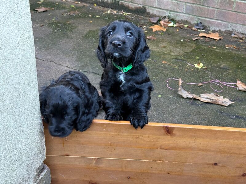 Cocker Spaniel puppies for sale in Stockton-on-Tees, Durham – KC registered, 10 weeks old - Image 4 of 9
