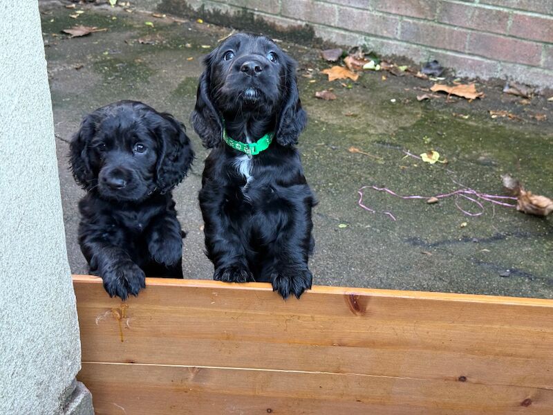 Cocker Spaniel puppies for sale in Stockton-on-Tees, Durham – KC registered, 10 weeks old - Image 5 of 9