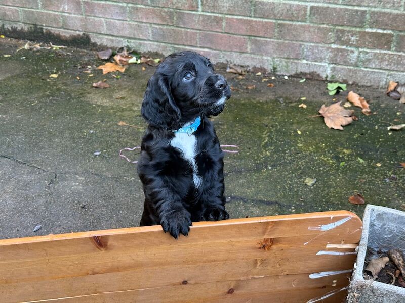 Cocker Spaniel puppies for sale in Stockton-on-Tees, Durham – KC registered, 10 weeks old - Image 6 of 9