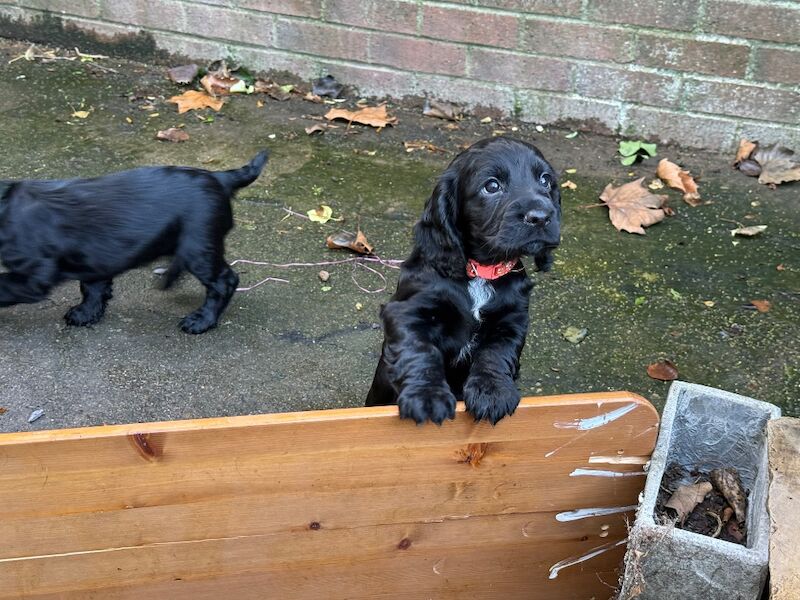 Cocker Spaniel puppies for sale in Stockton-on-Tees, Durham – KC registered, 10 weeks old - Image 7 of 9