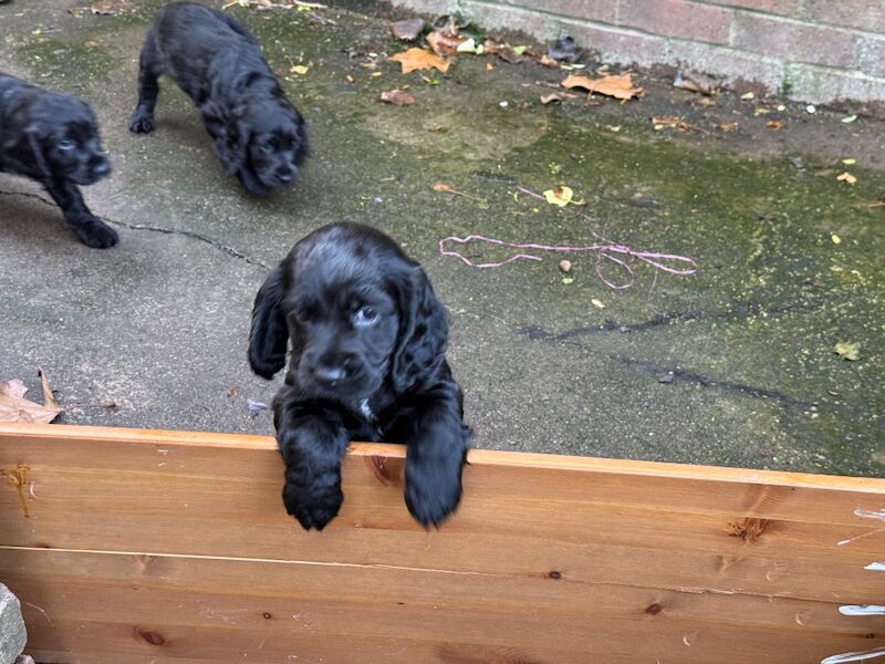 Cocker Spaniel puppies for sale in Stockton-on-Tees, Durham – KC registered, 10 weeks old - Image 8 of 9