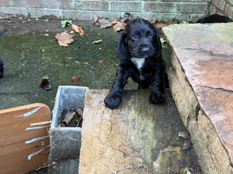 Cocker Spaniel puppies for sale in Stockton-on-Tees, Durham – KC registered, 10 weeks old - Image 9 of 9