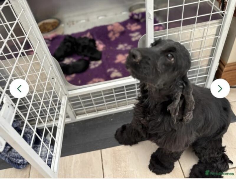 Cocker Spaniel puppies for sale in Wisbech, Cambridgeshire – KC registered, 6 weeks old