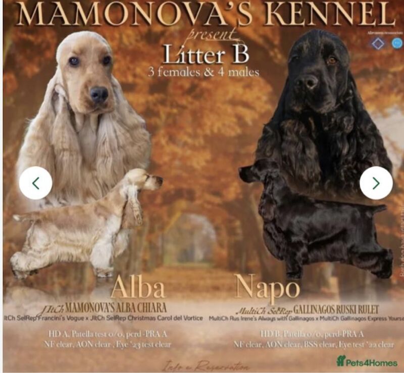 Cocker Spaniel puppies for sale in Wisbech, Cambridgeshire – KC registered, 7 weeks old - Image 3 of 11