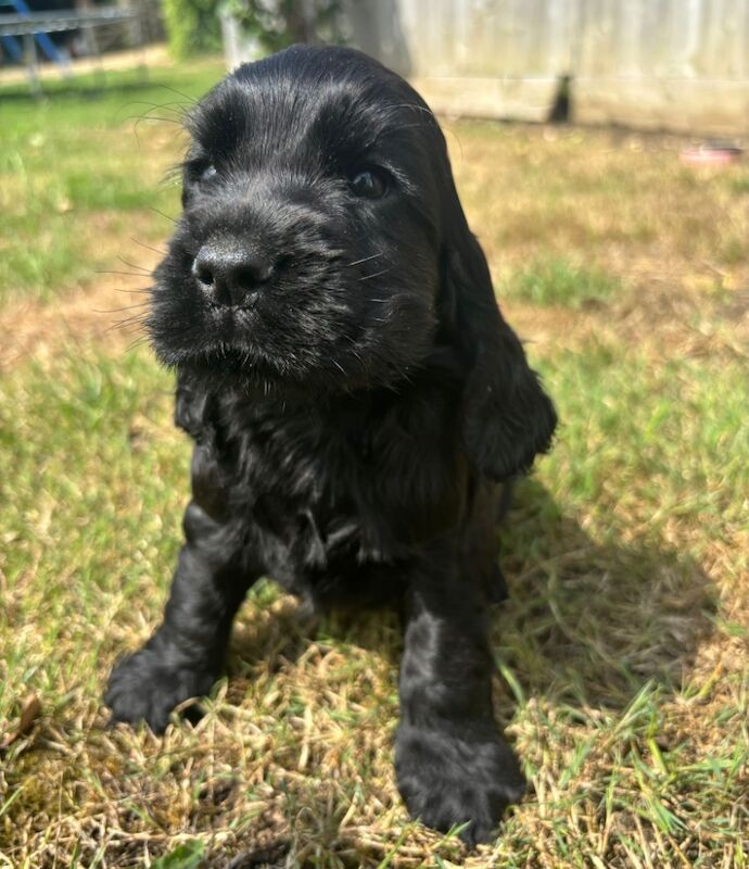 Cocker Spaniel puppies for sale in Wisbech, Cambridgeshire – KC registered, 7 weeks old - Image 4 of 11