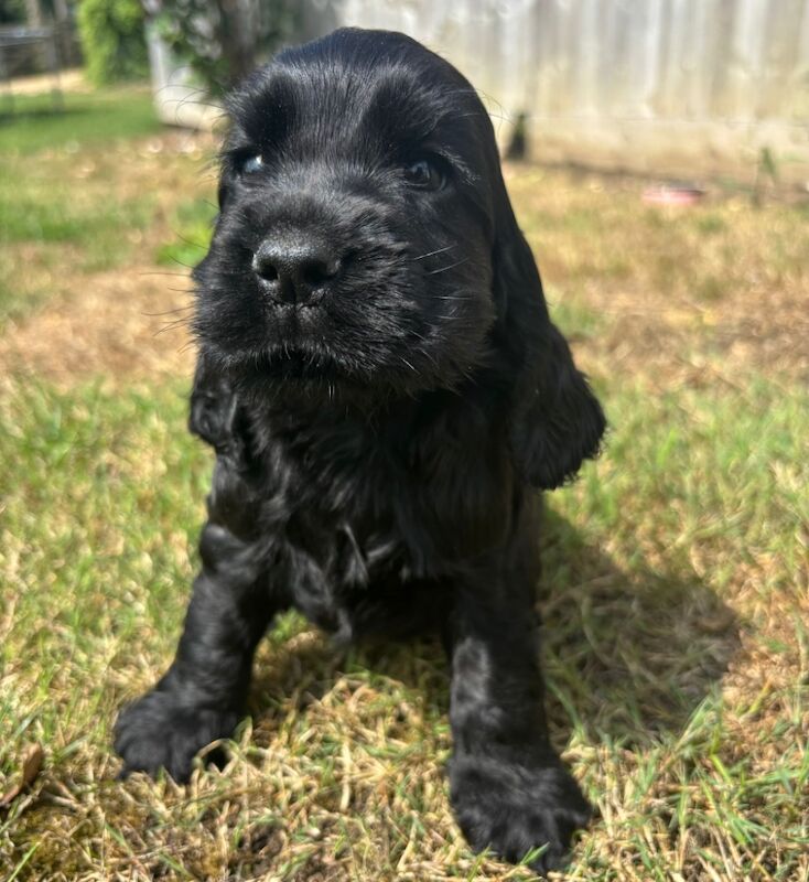 Cocker Spaniel puppies for sale in Wisbech, Cambridgeshire – KC registered, 7 weeks old - Image 5 of 11
