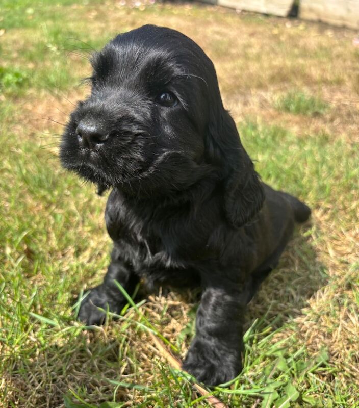 Cocker Spaniel puppies for sale in Wisbech, Cambridgeshire – KC registered, 7 weeks old - Image 6 of 11