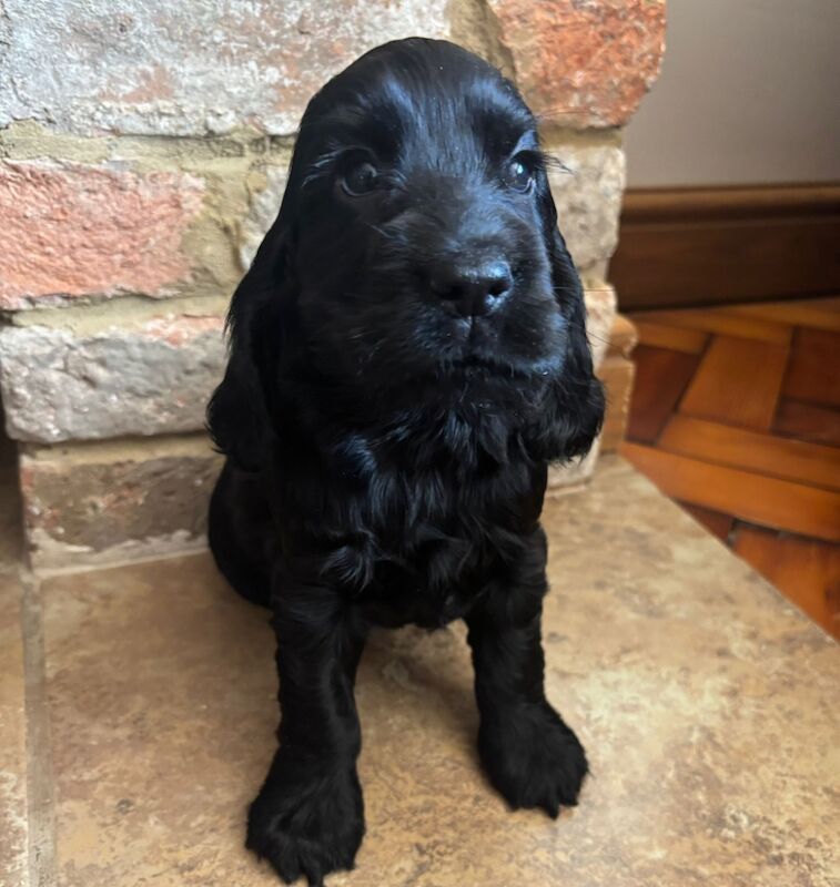 Cocker Spaniel puppies for sale in Wisbech, Cambridgeshire – KC registered, 7 weeks old - Image 7 of 11