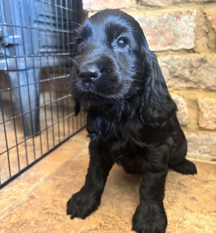 Cocker Spaniel puppies for sale in Wisbech, Cambridgeshire – KC registered, 7 weeks old - Image 8 of 11