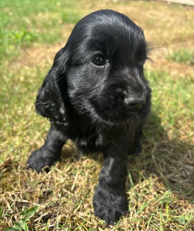 Cocker Spaniel puppies for sale in Wisbech, Cambridgeshire – KC registered, 7 weeks old - Image 9 of 11