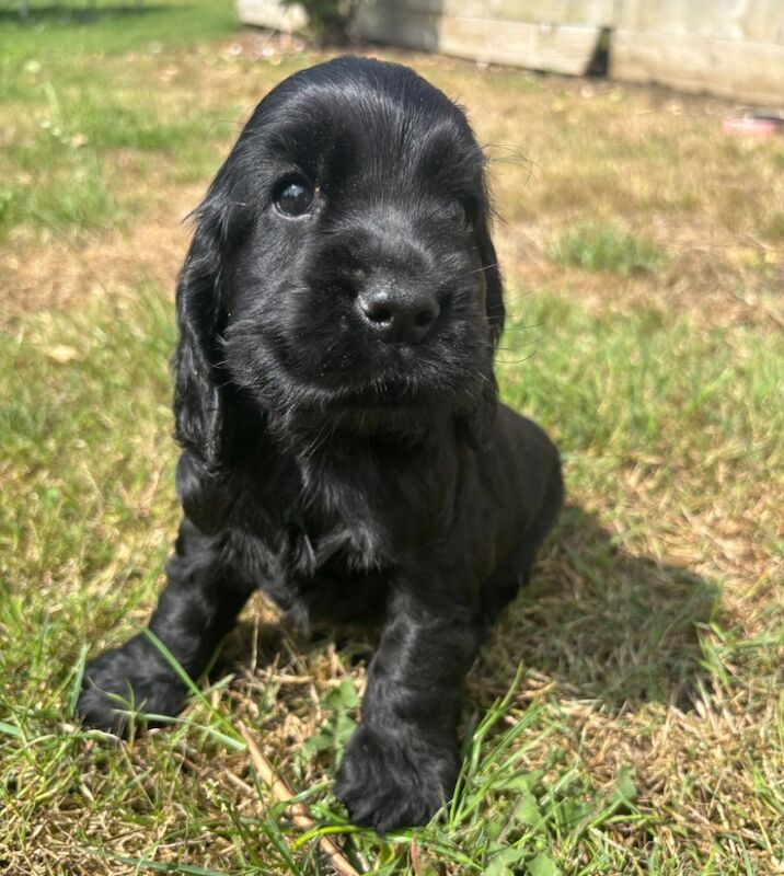 Cocker Spaniel puppies for sale in Wisbech, Cambridgeshire – KC registered, 7 weeks old - Image 10 of 11