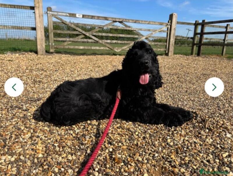 Cocker Spaniel puppies for sale in Wisbech, Cambridgeshire – KC registered, 7 weeks old - Image 11 of 11