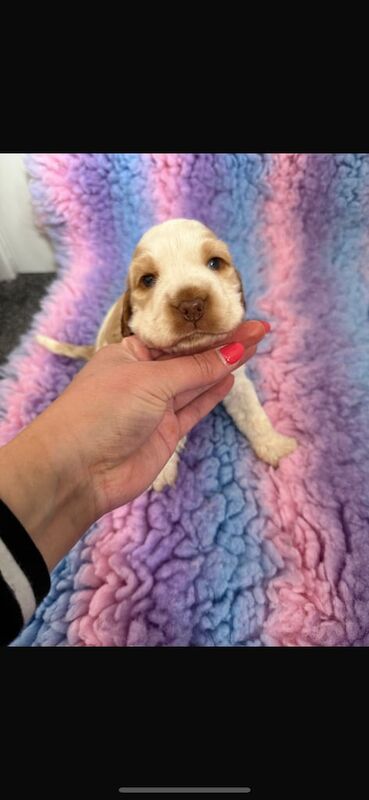 🧡 Outstanding Show Cocker Spaniels 🧡 for sale in Redcar, North Yorkshire