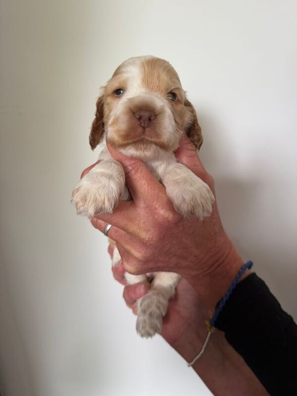 š§” Outstanding Show Cocker Spaniels š§” for sale in Redcar, North Yorkshire | Image 2