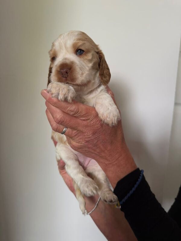 š§” Outstanding Show Cocker Spaniels š§” for sale in Redcar, North Yorkshire | Image 3
