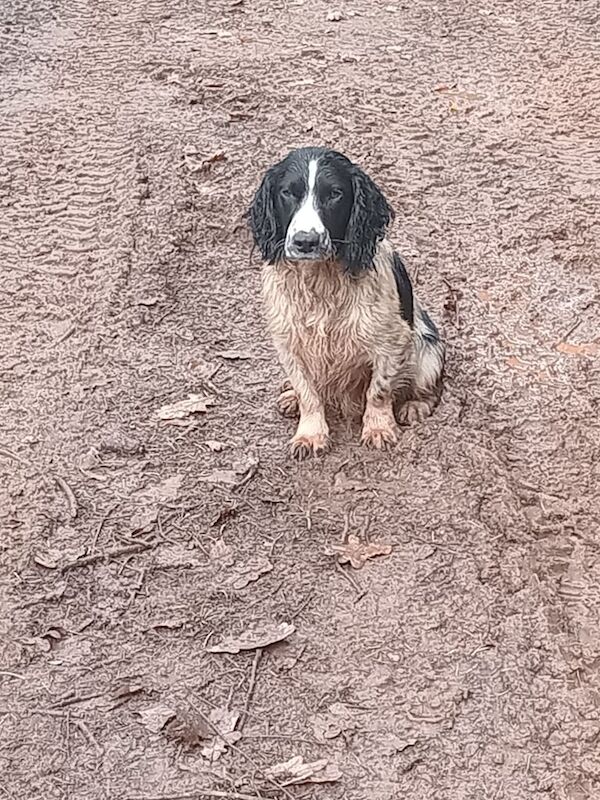 Cocker Spaniel puppies for sale in Totnes, Devon – KC registered, 2 years old - Image 2 of 2