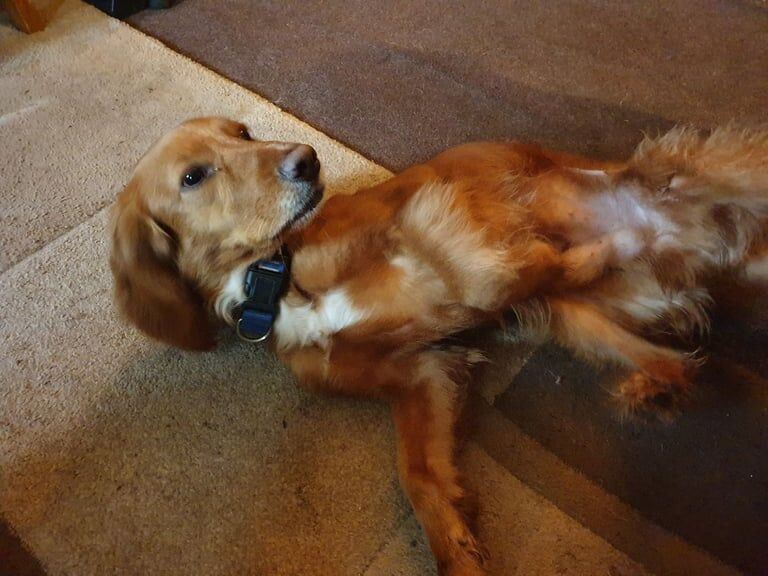 Cocker Spaniel puppies for sale in Winchester, Hampshire – 2 years old